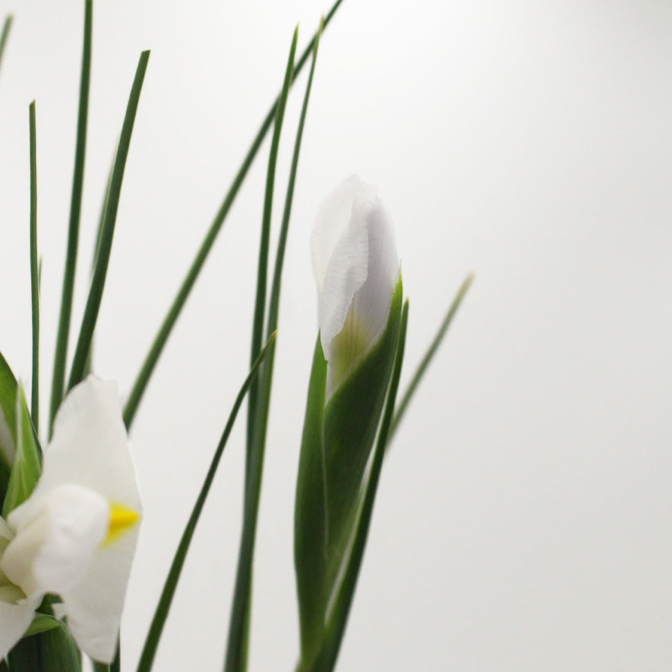 Iris - Holland