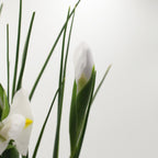 Iris - Holland