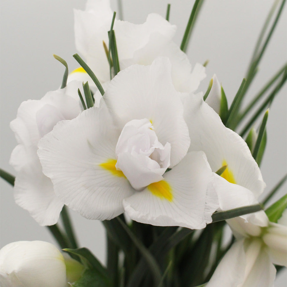 Iris - Holland
