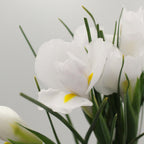 Iris - Holland