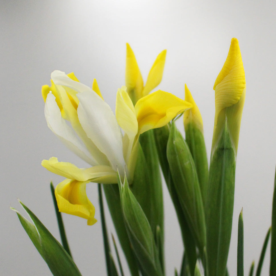 Iris - Holland