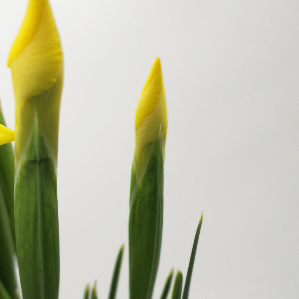 Iris - Holland