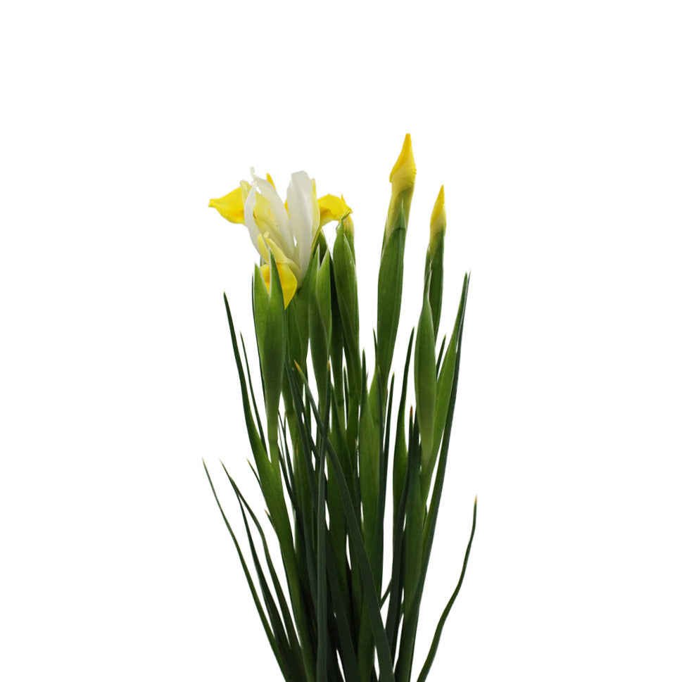 Iris - Holland