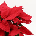 Poinsettia Red - Malaysia