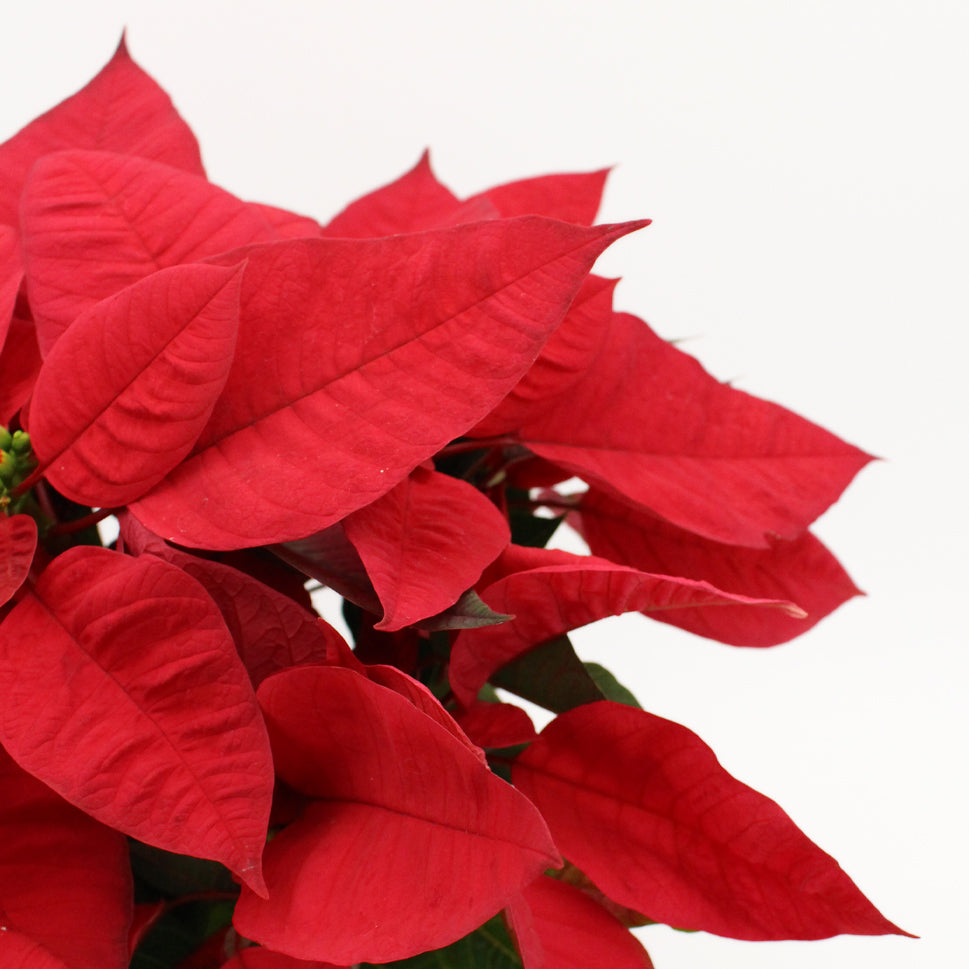 Poinsettia Red - Malaysia