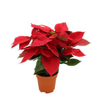 Poinsettia Red - Malaysia