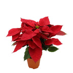 Poinsettia Red - Malaysia