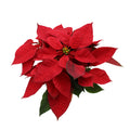 Poinsettia Red - Malaysia