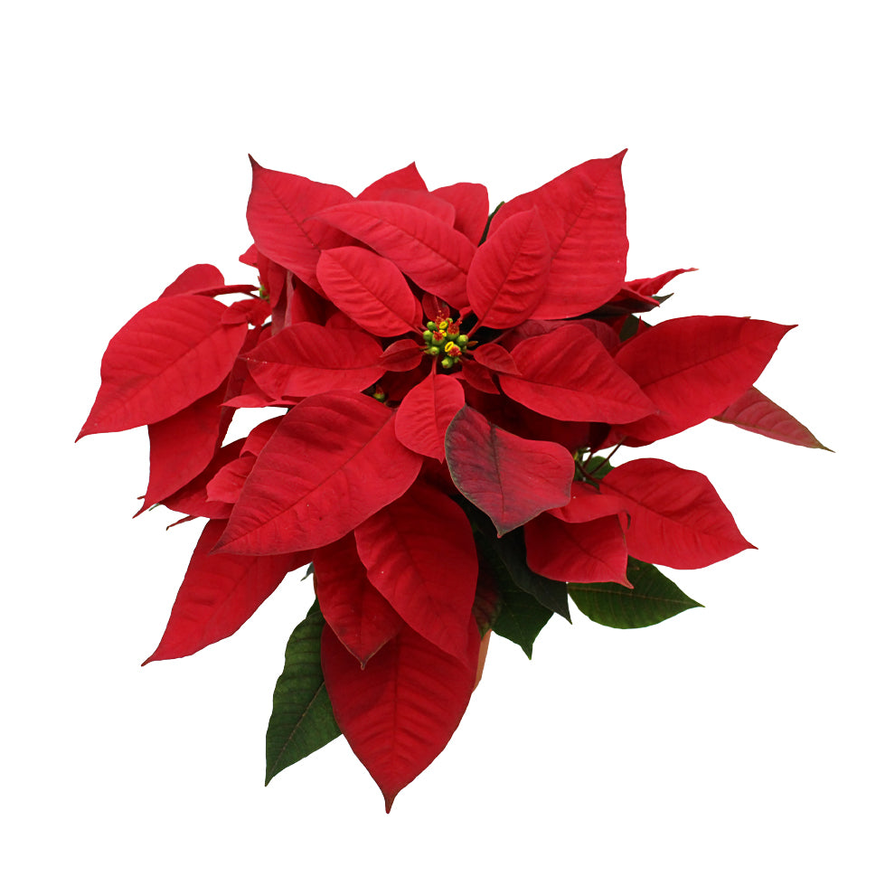 Poinsettia Red - Malaysia