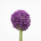 Allium Giganteum Purple - Holland
