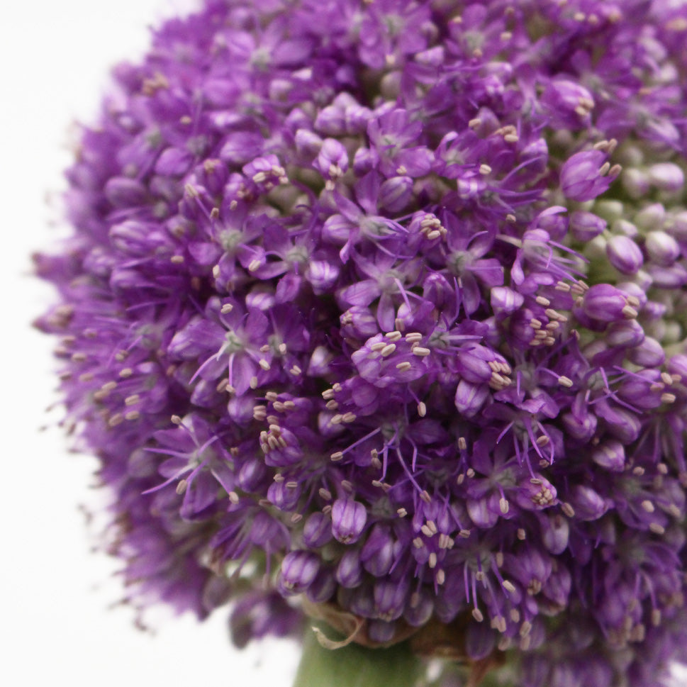 Allium Giganteum Purple - Holland