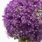 Allium Giganteum Purple - Holland