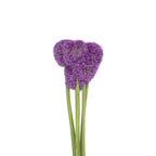 Allium Giganteum Purple - Holland