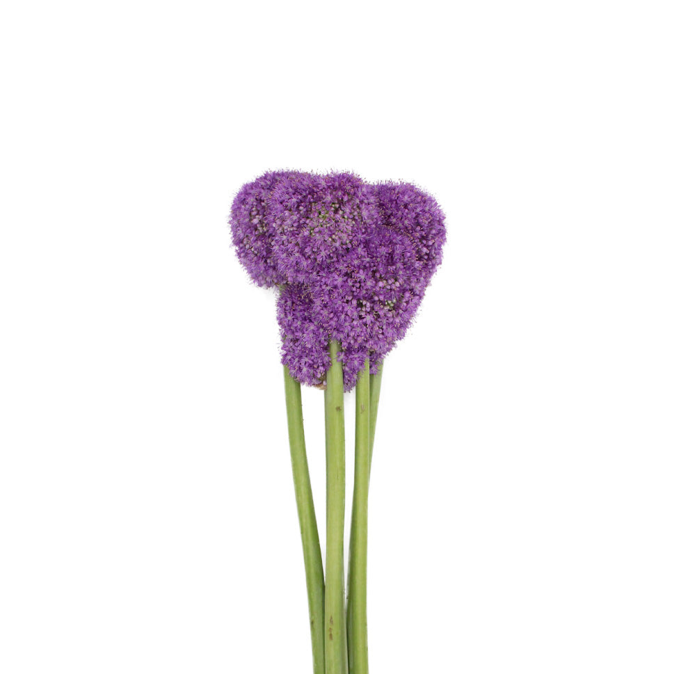 Allium Giganteum Purple - Holland