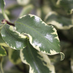 Pittosporum Nigrikaus - Italy