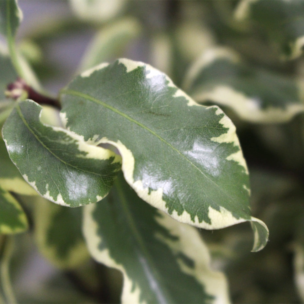 Pittosporum Nigrikaus - Italy