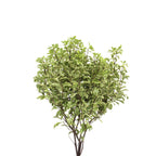 Pittosporum Nigrikaus - Italy