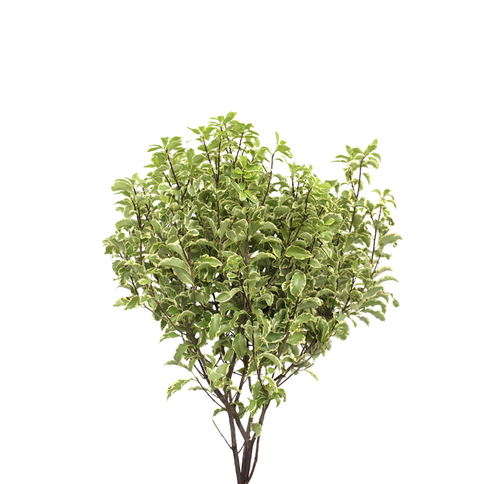 Pittosporum Nigrikaus - Italy