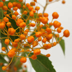 Pittosporum Rombifolium - Italy
