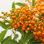 Pittosporum Rombifolium - Italy