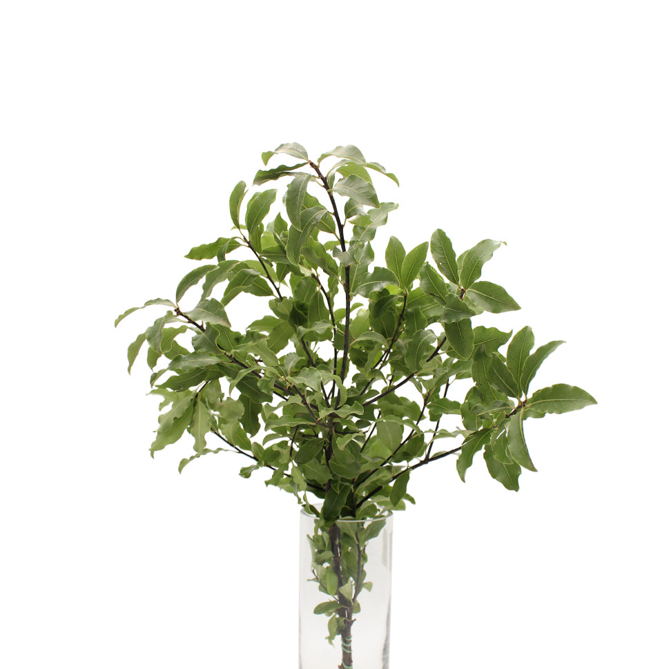 Pittosporum Tenuifolium - Italy