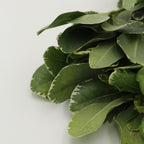 Pittosporum Tobiria green - Italy