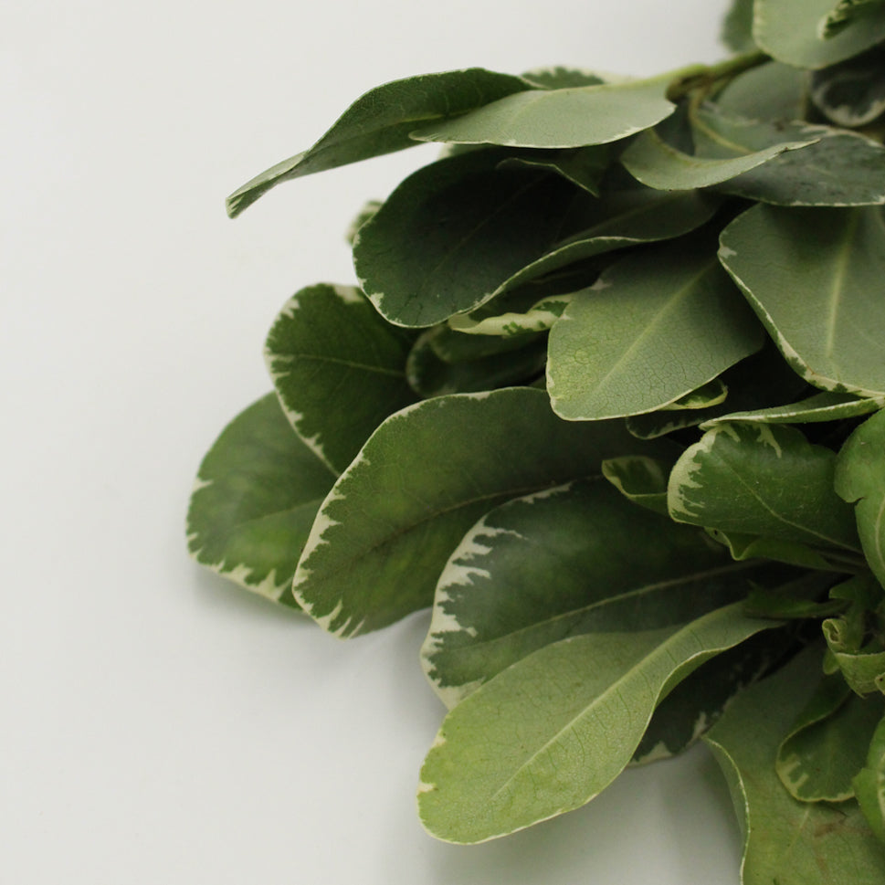 Pittosporum Tobiria green - Italy