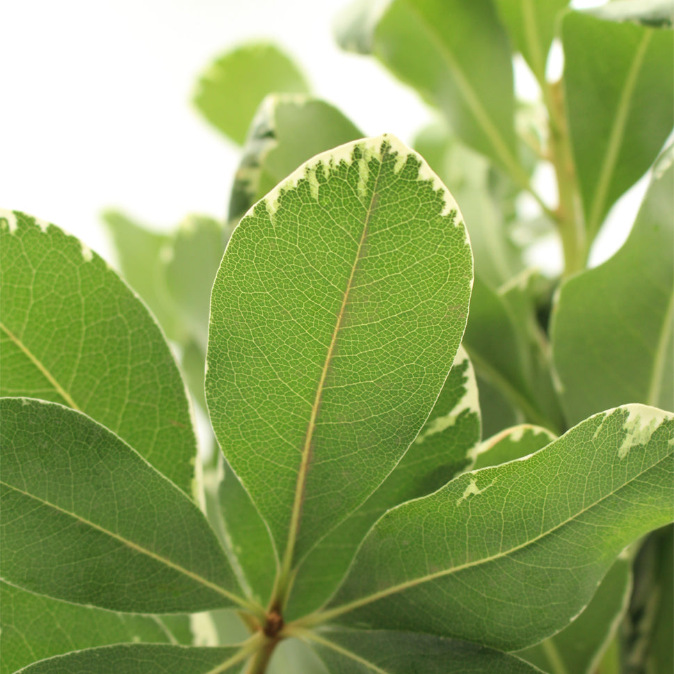 Pittosporum Tobiria green - Italy