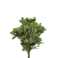 Pittosporum Tobiria green - Italy