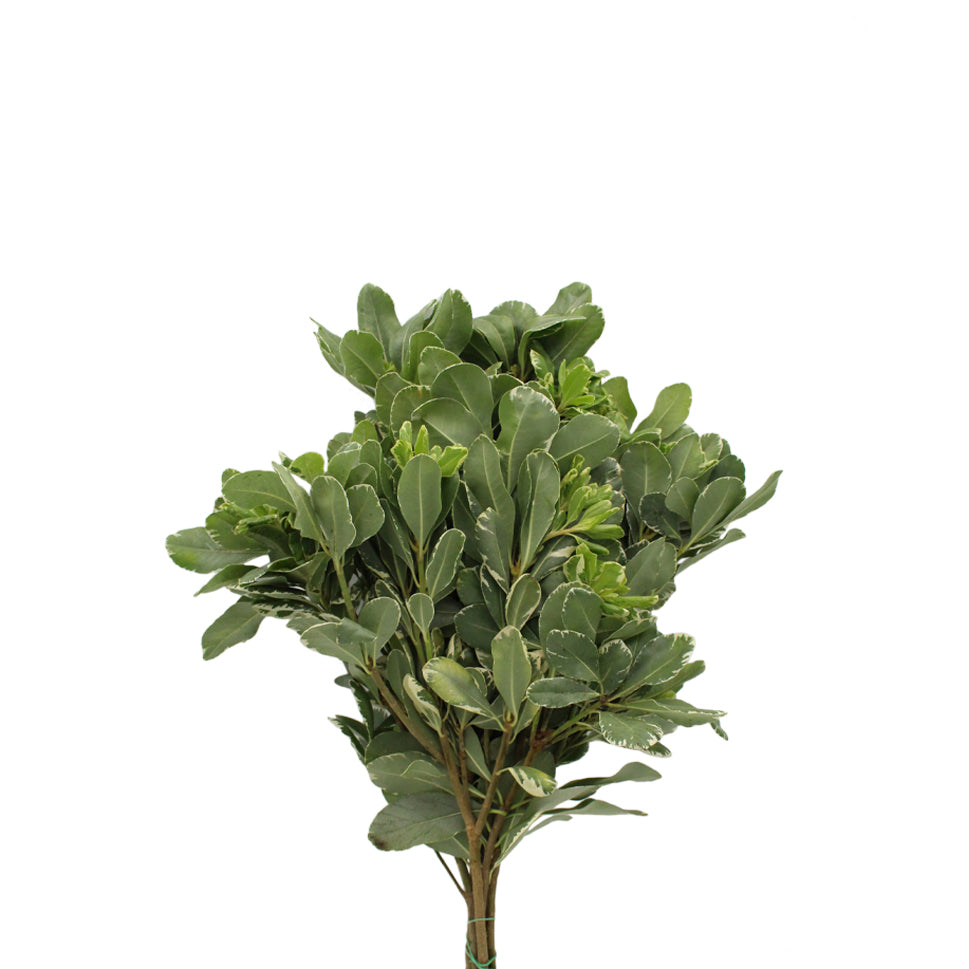 Pittosporum Tobiria green - Italy