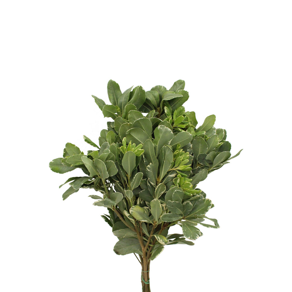 Pittosporum Tobiria green - Italy
