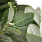 Pittosporum Velvet Ralphi - Italy