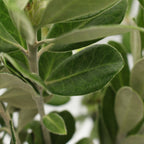 Pittosporum Velvet Ralphi - Italy
