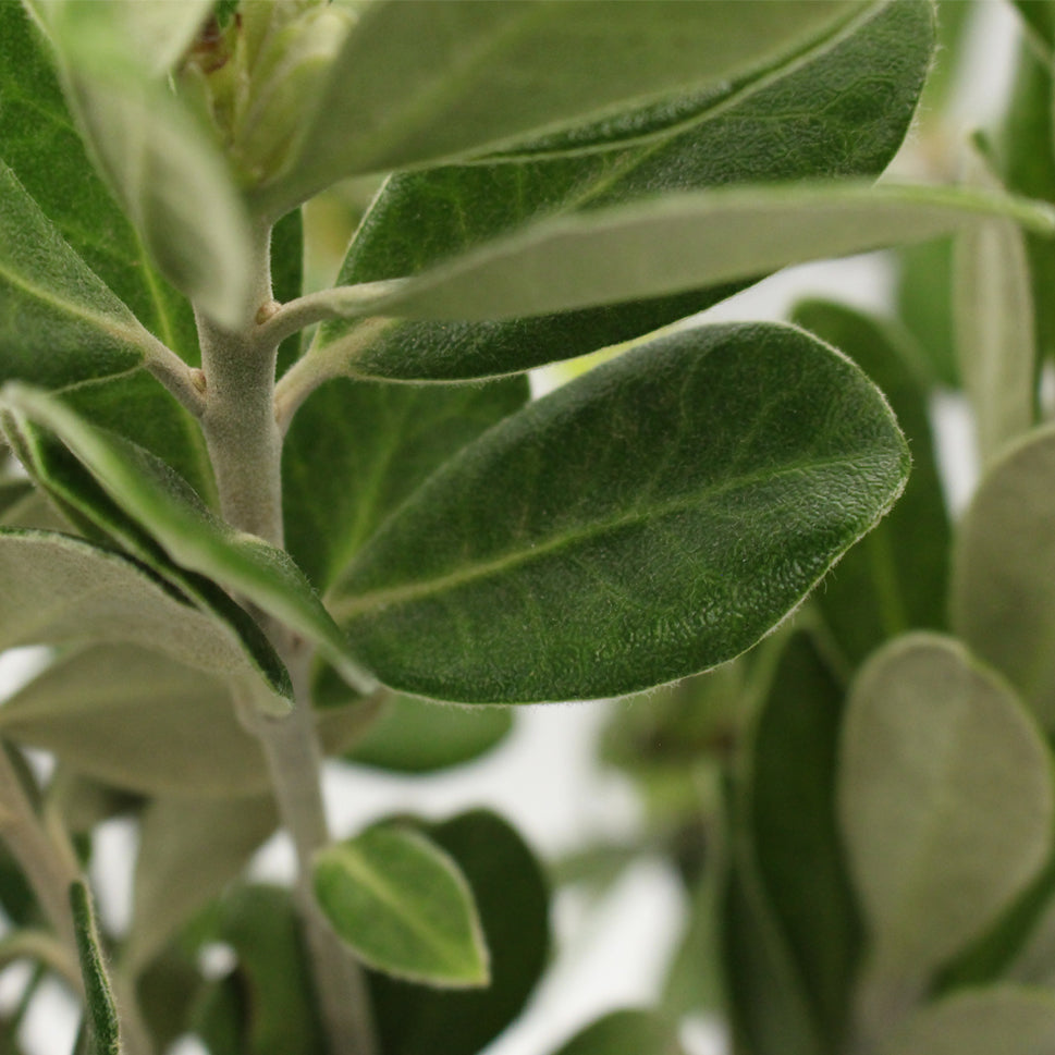 Pittosporum Velvet Ralphi - Italy