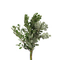 Pittosporum Velvet Ralphi - Italy