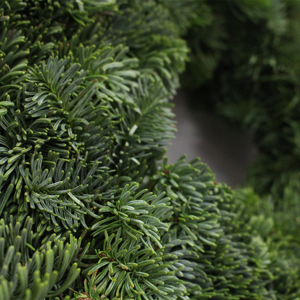 Live Christmas Wreath - Holland