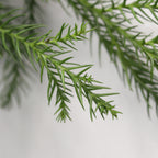 Cryptomeria (Tian Zhu Shao Nv) - China