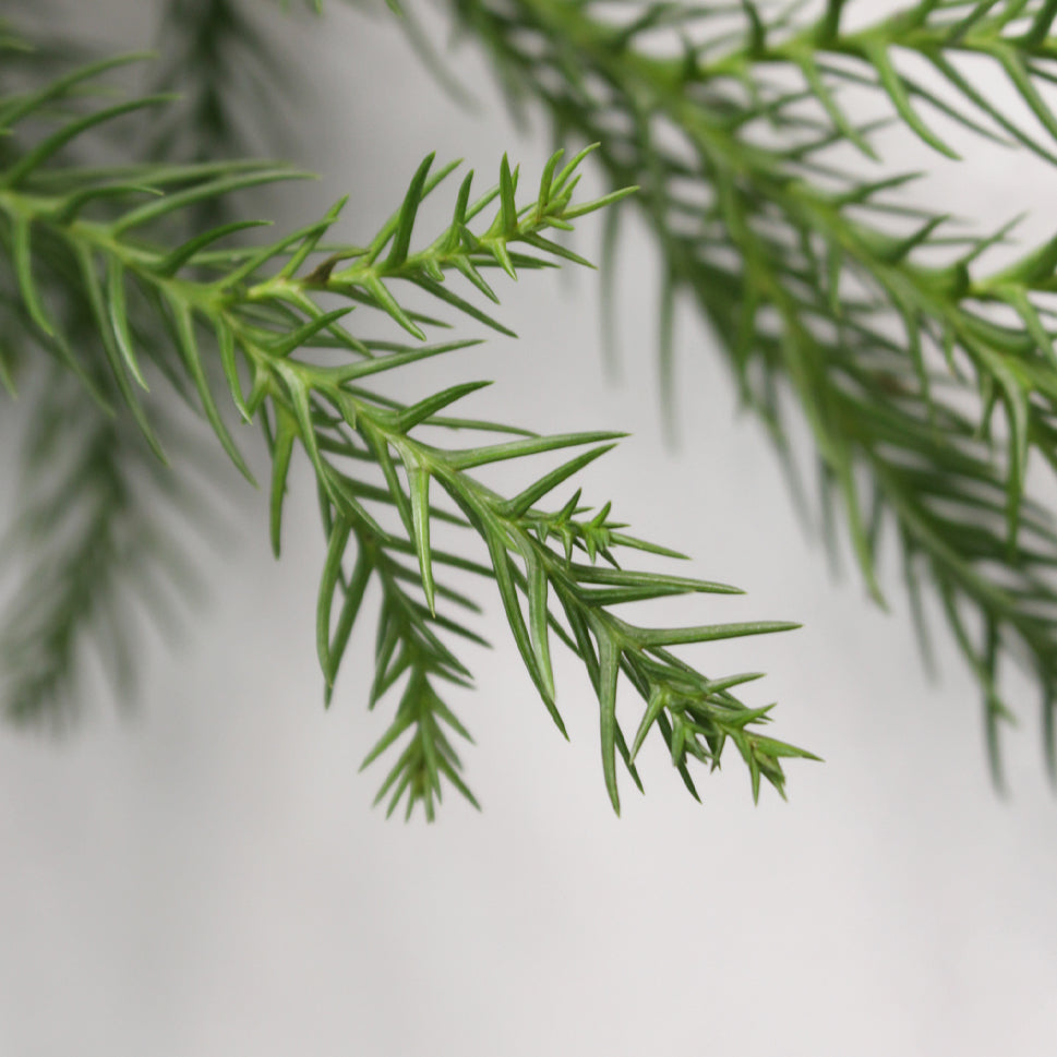 Cryptomeria (Tian Zhu Shao Nv) - China