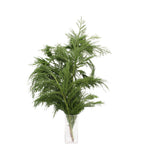 Cryptomeria (Tian Zhu Shao Nv) - China