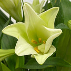 Lily Longiflorum - Malaysia