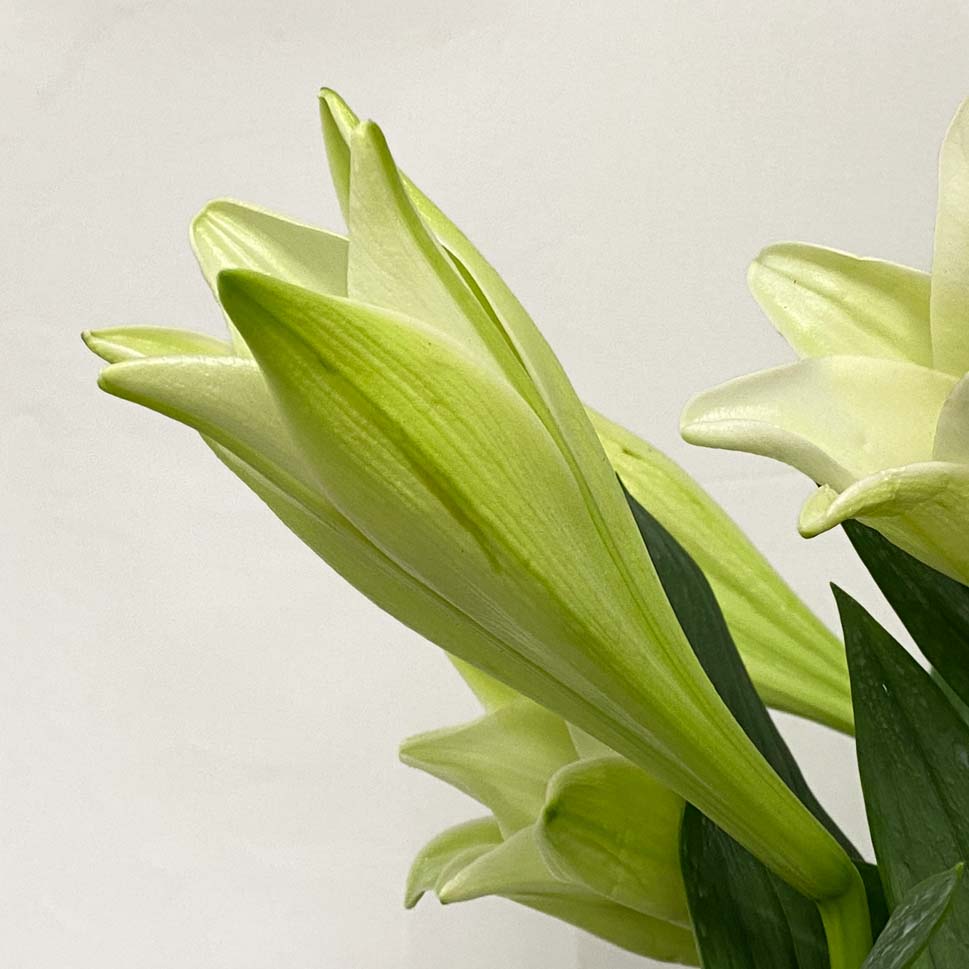 Lily - Malaysia