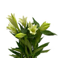 Lily Longiflorum - Malaysia