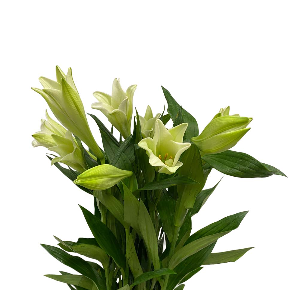 Lily - Malaysia