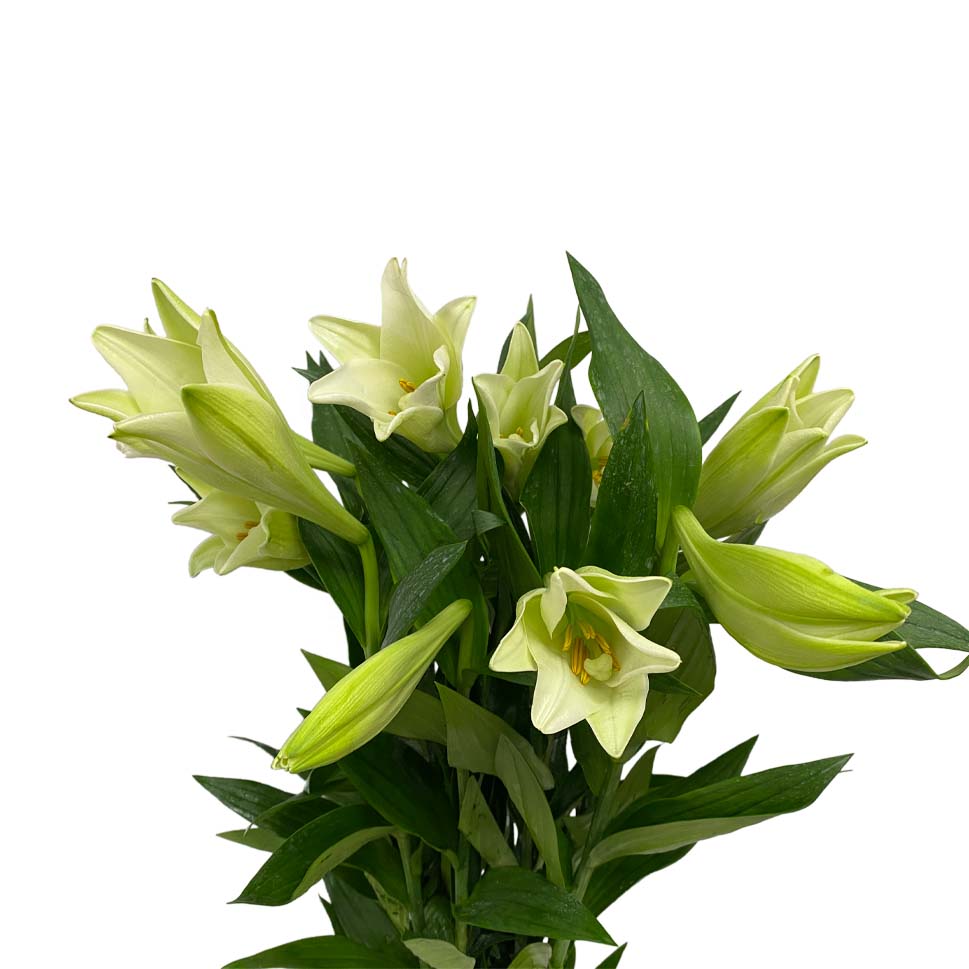 Lily Longiflorum - Malaysia
