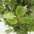 Pittosporum Mini Snow - Italy
