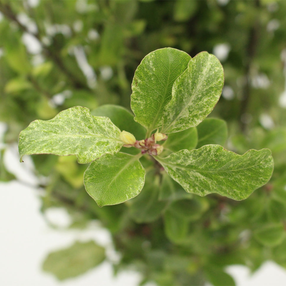 Pittosporum Mini Snow - Italy
