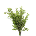 Pittosporum Mini Snow - Italy