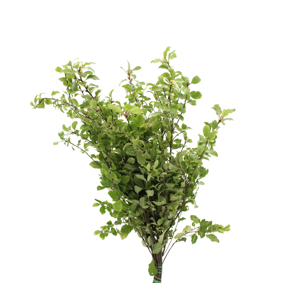 Pittosporum Mini Snow - Italy
