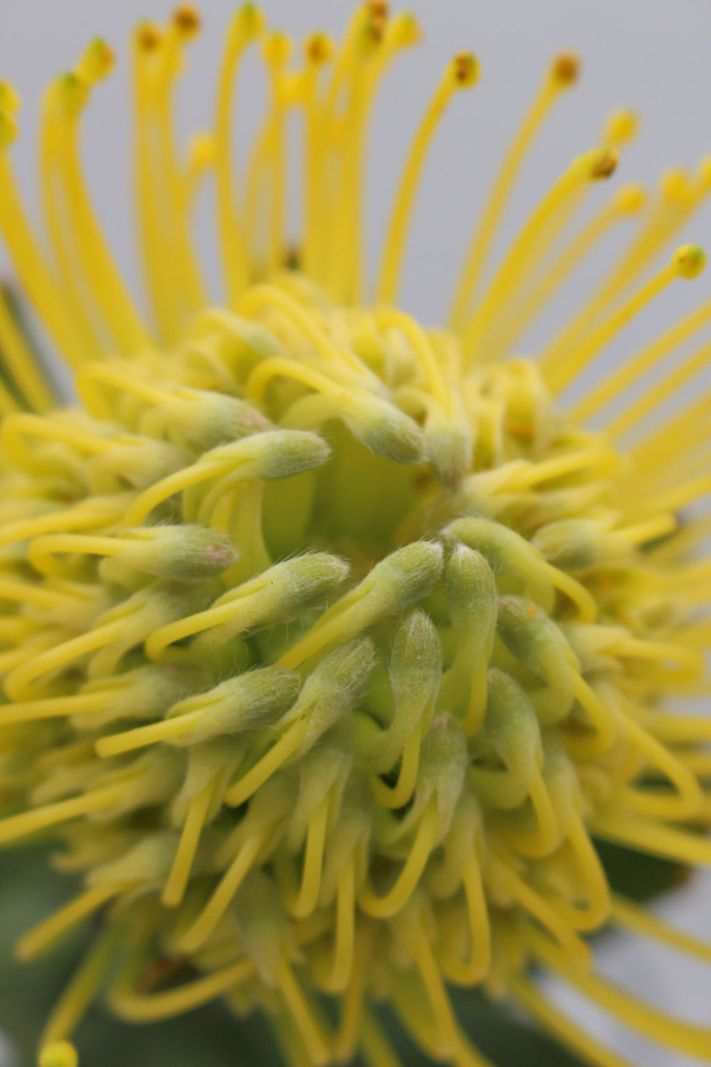 Leucospermum - South Africa