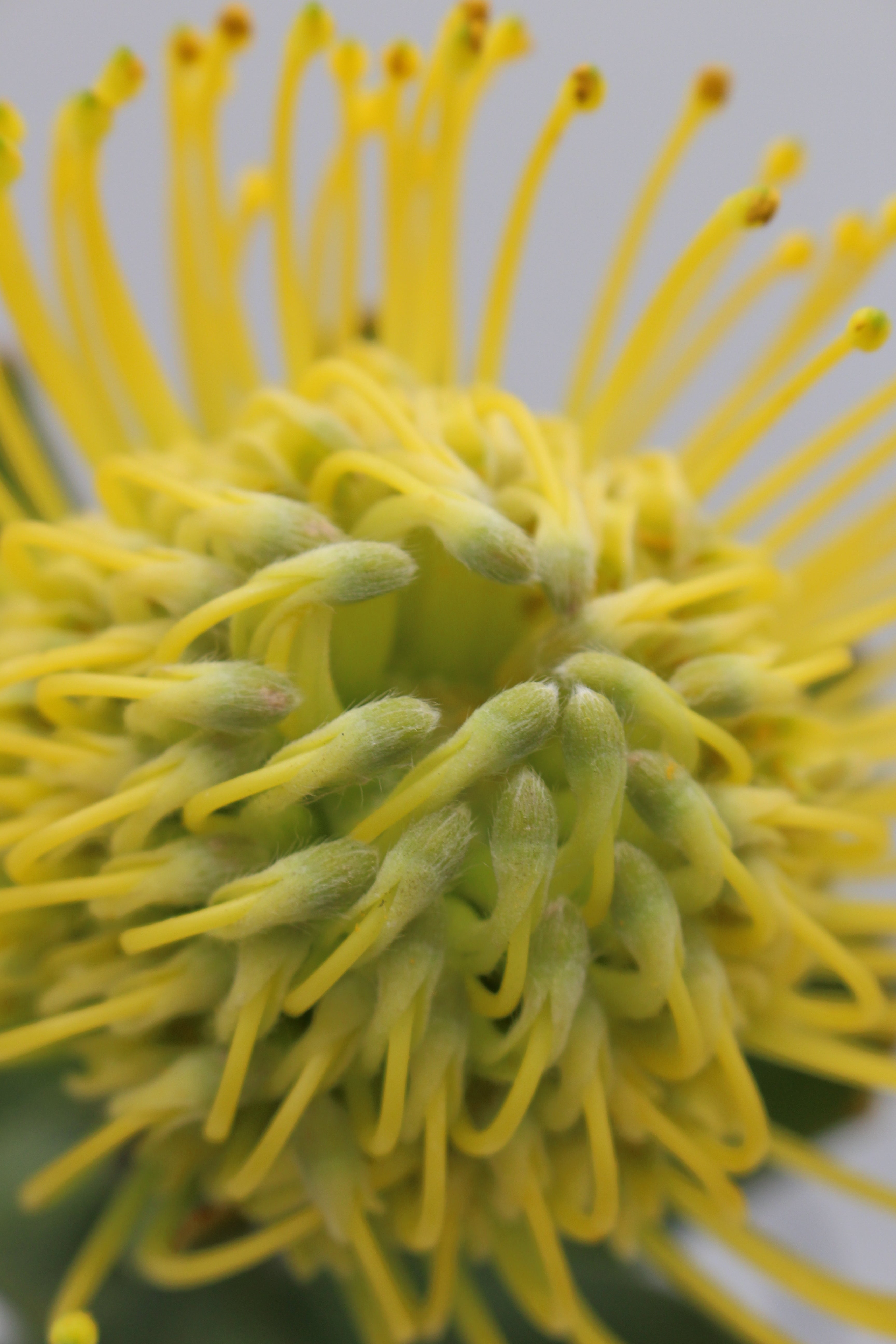 Leucospermum - South Africa